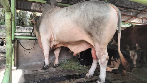 Sapi 840 Kg Asal Kampar Jadi Hewan Kurban Presiden Prabowo di Idul Adha 2025