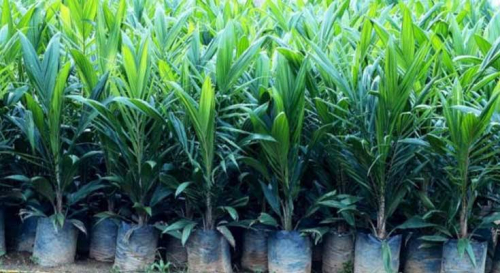 Disbunnak Keswan Kampar Fokus Bantu Petani Lewat Program Bibit Sawit Subsidi 2026