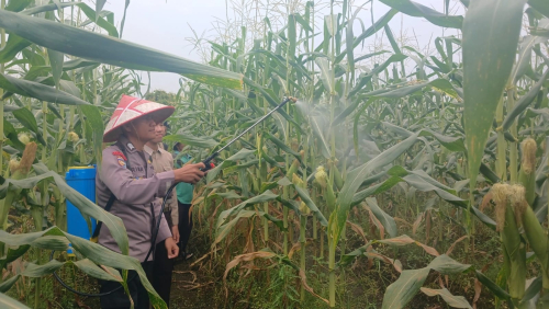 Polsek Kepenuhan Cek Pertumbuhan Jagung Pipil untuk Dukung Swasembada Pangan