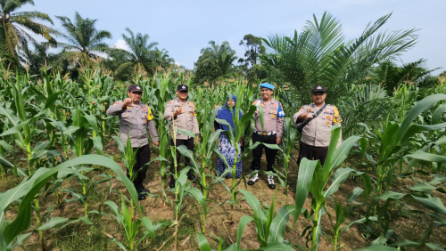 Polsek Rambah Turun Langsung ke Ladang Jagung, Dukung Ketahanan Pangan Nasional di Tengah Ancaman Krisis Global