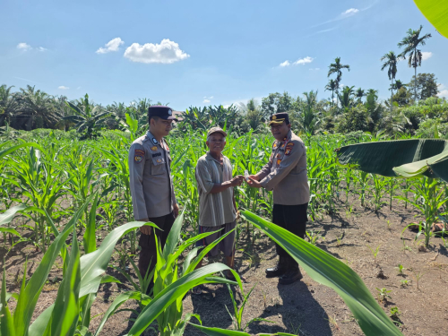 Kapolsek Ujungbatu Turun ke Ladang Jagung, Bantu Petani Lawan Hama