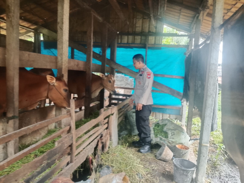Peternak Sapi di Inhil Dapat Suntikan Semangat dari Polisi, Ini yang Disampaikan!