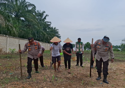 Polsek Ujungbatu Kembali Tanam Jagung Pipil, Perkuat Ketahanan Pangan Daerah