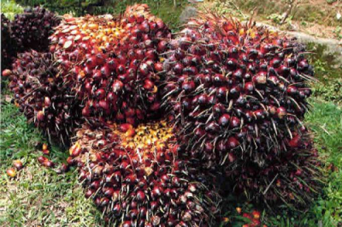 Harga TBS Sawit Riau Turun, Disbunnakkeswan Kampar Ungkap Harga Periode 12-18 Agustus