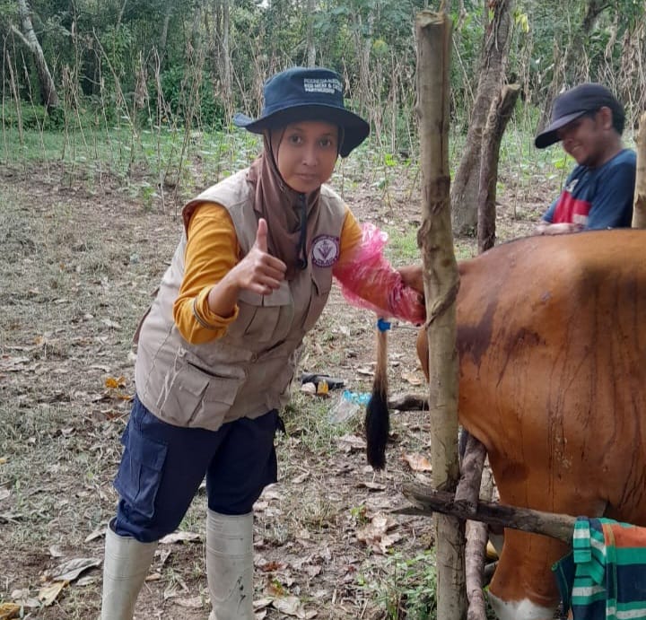 DIsbunnak Keswan Kampar Targetkan 6.000 Ekor Sapi Terlayani Inseminasi Buatan Tahun Ini