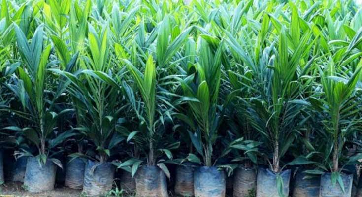 Disbunnak Keswan Kampar Fokus Bantu Petani Lewat Program Bibit Sawit Subsidi 2026