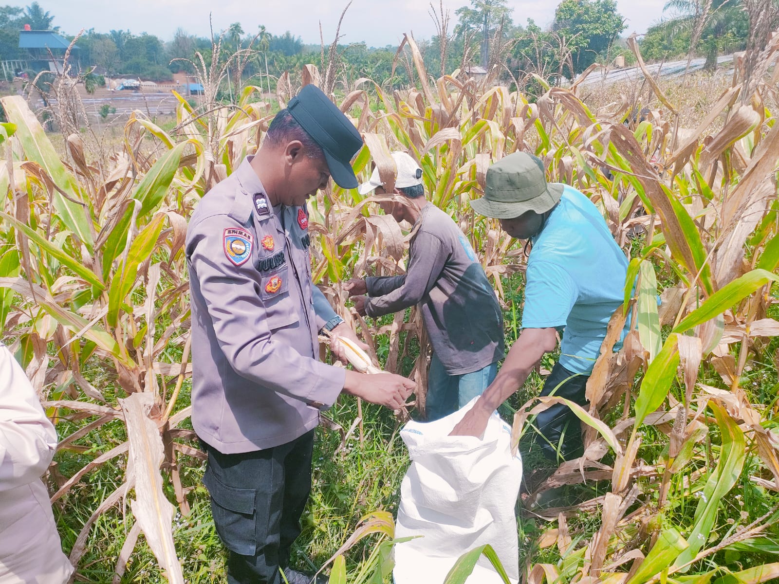 Sinergi Polisi dan Petani di Rohul, 2,5 Hektare Lahan Hasilkan 4 Ton Jagung