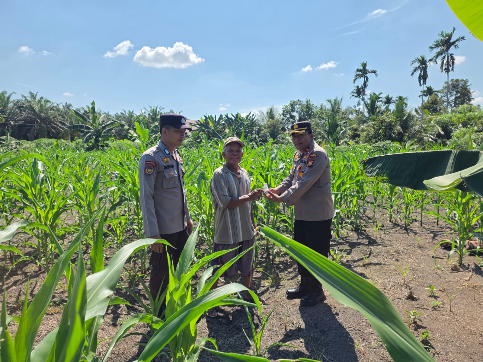 Kapolsek Ujungbatu Turun ke Ladang Jagung, Bantu Petani Lawan Hama