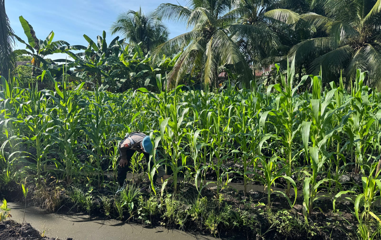 Perkuat Ketahanan Pangan Nasional, Kapolsek KSKP Tembilahan Pantau Pertumbuhan Jagung Milik Warga