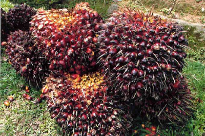 Harga TBS Sawit Riau Turun, Disbunnakkeswan Kampar Ungkap Harga Periode 12-18 Agustus
