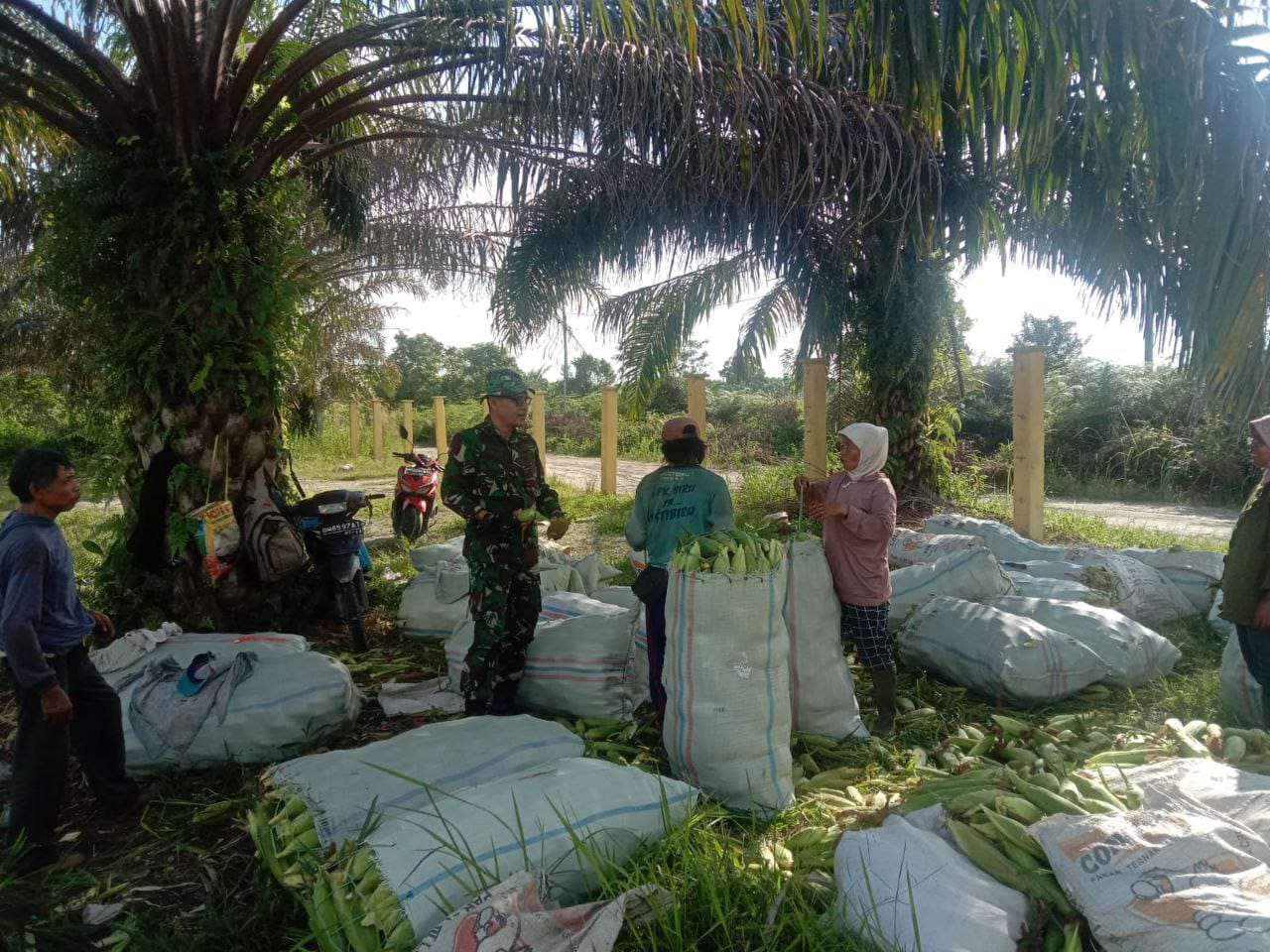Babinsa Koramil 16/Tapung Bantu Petani Panen Jagung