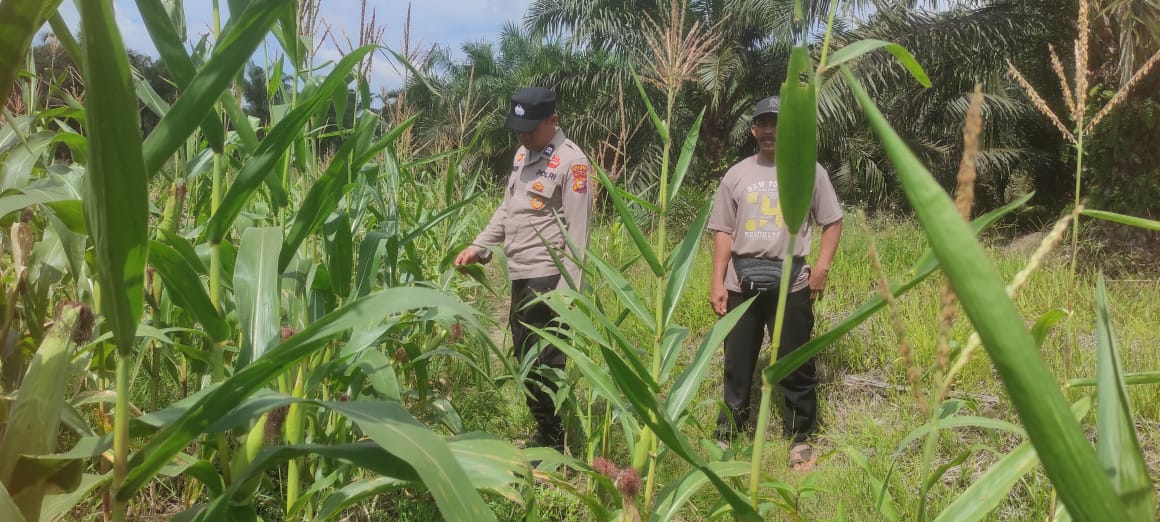 Kapolsek Sabak Auh Pastikan Tanaman Jagung Pipil Tumbuh Optimal Meski Kontur Tanah Berpasir